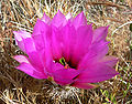 Echinocereus engelmannii