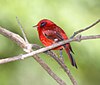 A bright red bird with darker wings and a gray ear patch sits among some twigs, facing left.