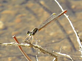 Female