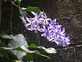 Sinipotkurikukka (Petrea volubilis)