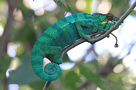 Caméléon panthère ou endormis.