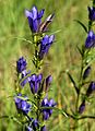 Gentiana pneumonanthe - мала свећица, мочварна линцура