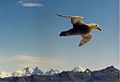 Giant petrel flying above South Georgia Island