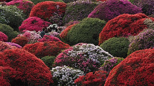 Rhododendrons dans un hotel à Hakone, au Japon, en mai 2022.