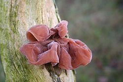 Auricularia auricula-judae