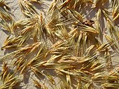 Hordeum pusillum, 'little barley'