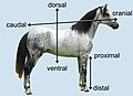 Anatomical terms of location in a horse