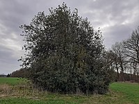 Ilex (Hülse)