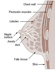 Cross section of the breast of a human female
