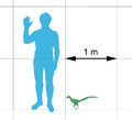 Size comparison chart