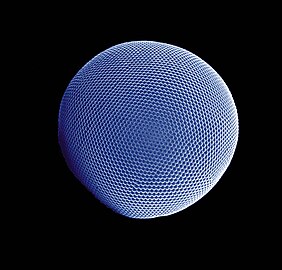 Compound eye of the Antarctic krill Euphausia superba