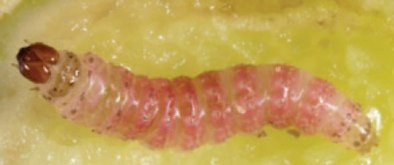 Mid instar larva