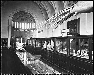 #42 (24/9/1877) Hanging models of a giant squid (based on the Catalina specimen[306]) and a giant Pacific octopus, designed for the Tennessee Centennial and International Exposition of 1897, as they appeared in the Lower Invertebrates exhibit in the West Wing of the Smithsonian Institution Building c. 1901 (see also image from c. 1903).
