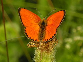 Червонец огненный (Lycaena virgaureae)