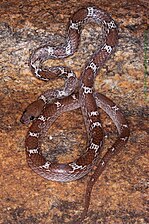 Dorsal view