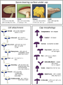 Image 24Morphological characteristics of the caps of mushrooms (from Mushroom)