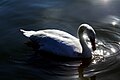 Mute swan on the Vistula River, Krakow