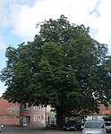 1 Rosskastanienbaum