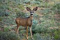 Cerf hémione dans Bryce Canyon