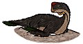 Oviraptor (in nest)