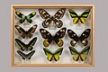 Muséum Requien, collection Luault, Papilionidae, Ornithopthères, région Océanie