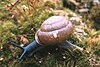 Noonday Globe snail, Patera clarki nantahala