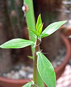 Pereskia horrida