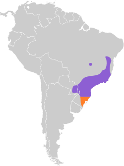 Distribución geográfica del cotinga tijereta.