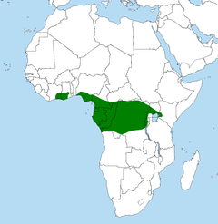 Distribuição geográfica do papagaio-cinzento.