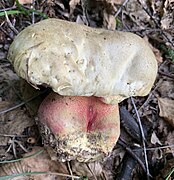 Chapeau blanchâtre, blanc mastic.