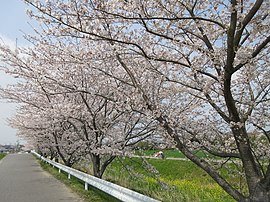 竜泉寺川の桜並木