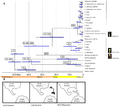 Sarraceniaceae chronogram based on combined data