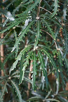 Description de l'image Schefflera elegantissima.jpg.