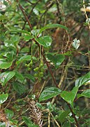 Schisandra arisanensis.