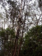 Wild S. kinghorni, North Queensland