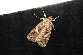 Spodoptera litura