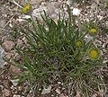 alpine bitterweed, Tetraneuris brandegeei, near Tesuque Peak