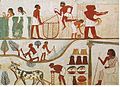 ציור קיר מצרי המציג עובדים חורשים, קוצרים ודשים תבואה, תחת השגחתו של מנהל עבודה