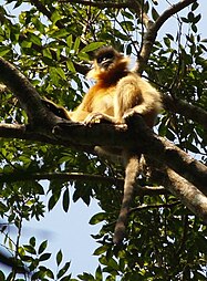 Capped langur