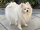 White Pomeranian