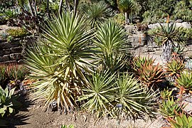 Y. aloifolia au jardin botanique de San Francisco