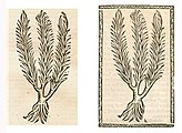 Adonis vernalis. Left: Hortus Sanitatis (BSB), Straßburg 1497 (I, 165). Right: Kleines Destillierbuch (Blatt 121v)