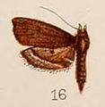 Sufetula nitidalis