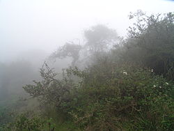 Garúa at the Lomas of Atiquipa