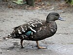 African black duck