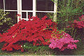 Azaleas, Lutherville, Maryland  