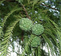 cone and foliage