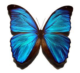 Морфо менелай (Morpho menelaus)