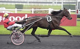 Photographie de profil d'un cheval attelé en course dont le driver, à gauche, porte une casaque rouge et une toque jaune