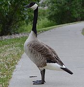 Canada goose